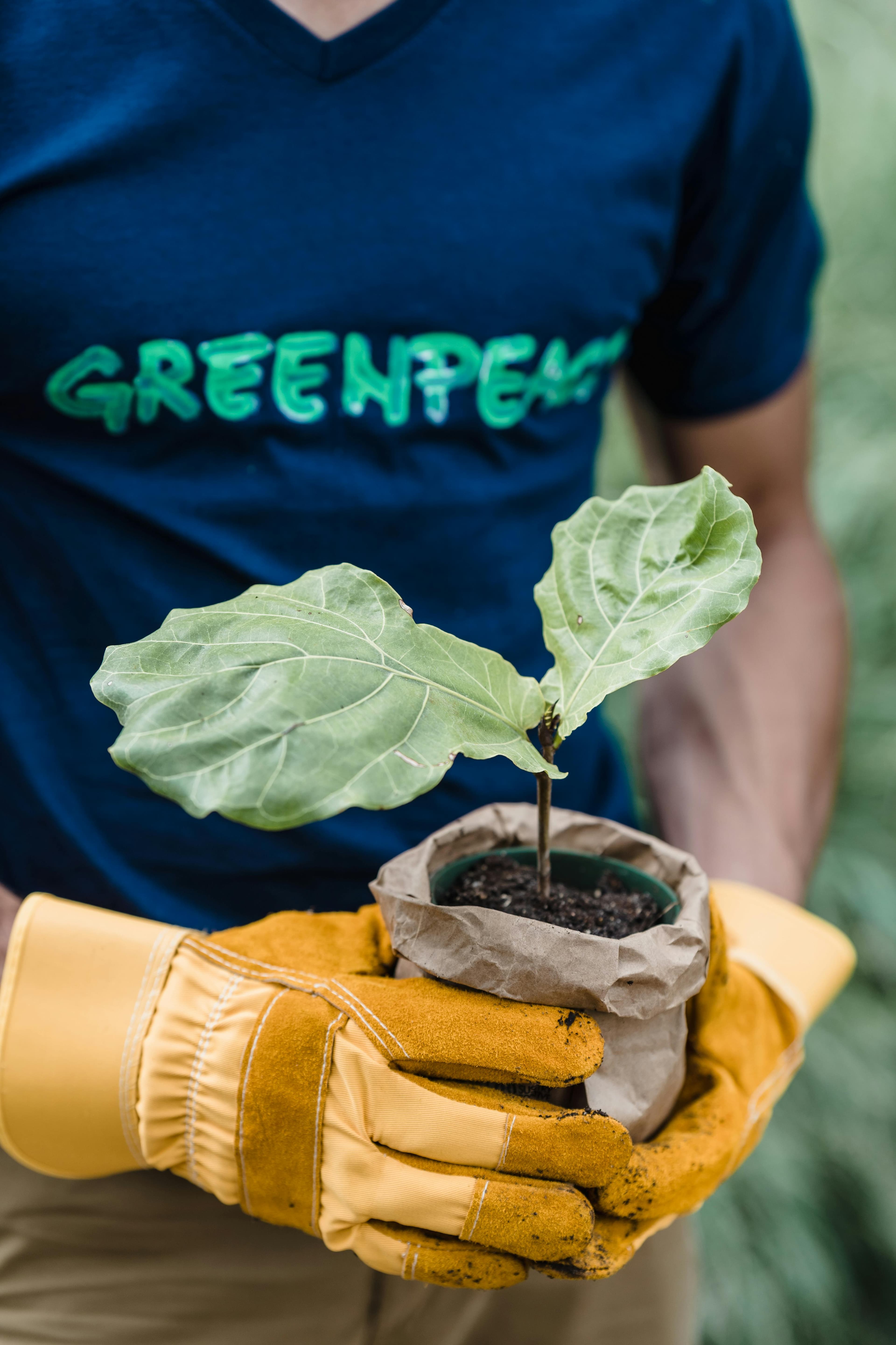Afforestation
