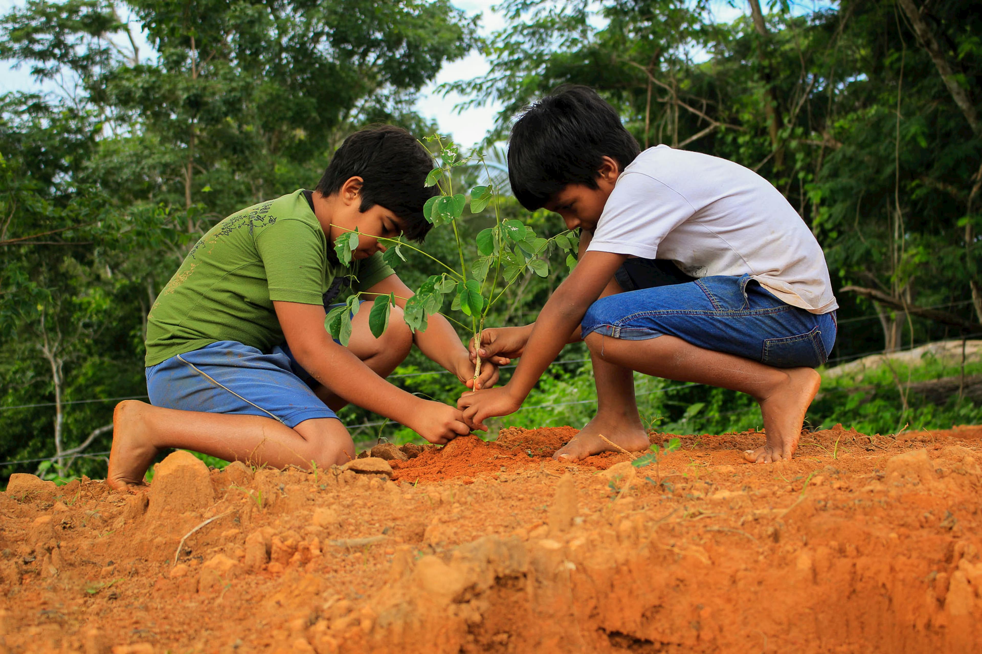Kids planting trees