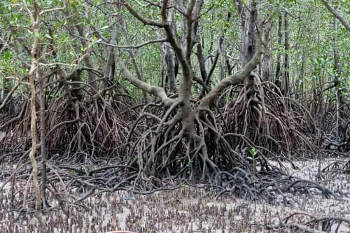 Fostering Coastal Resilience Through Biodiversity