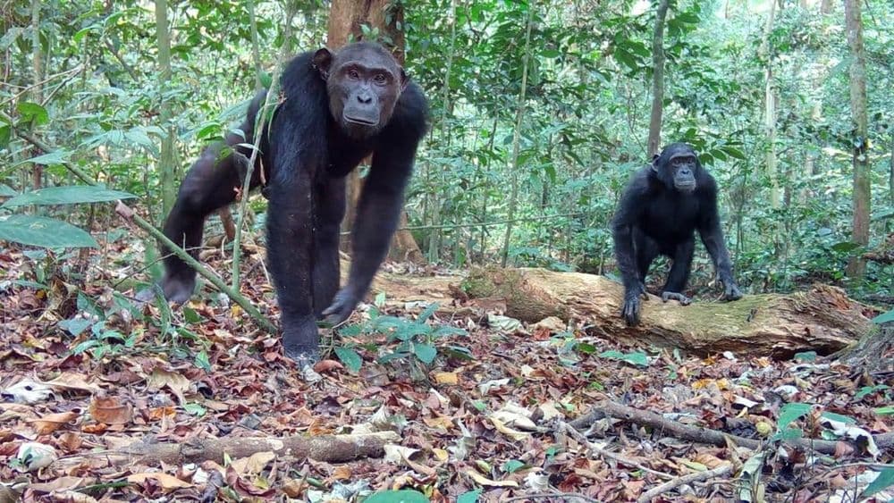 The Biodiversity Debate by Okala